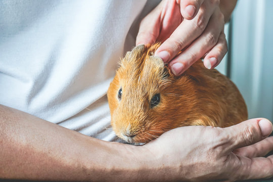 Adorable Tame Brown American Short Hair Breed Guinea Pig Petting By Human Hands