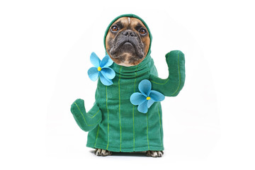 Hilarious French Bulldog dog in funny cactus costume with arms like branches and flowers isolated...