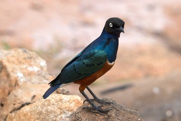 red-bellied shimmer