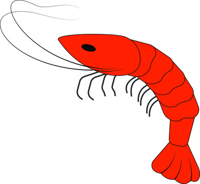 Image of sea shrimp. Vector. Isolated on a white background.