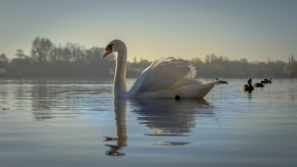 Fototapeta na wymiar Swan Swimming In Lake