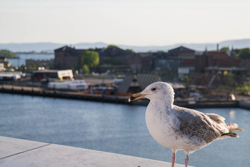 A seagull standing on the wall of the opera house in Oslo. Back view of the port. Yellow beak.