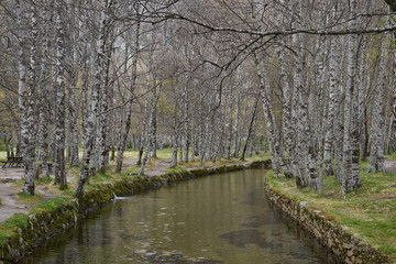 Fototapeta na wymiar White trees reflection on a river in Covao d ametade in Serra da Estrela, Portugal