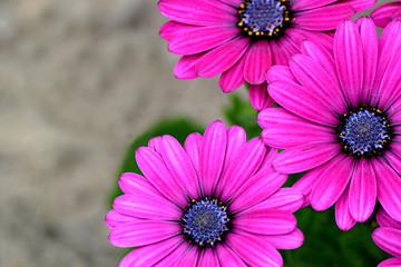 Stokrotki afrykańskie © Natalia