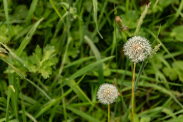 Plantas, diente de Leon de campo