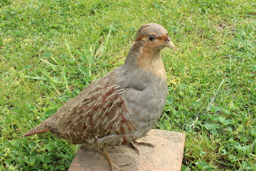 partridge bird