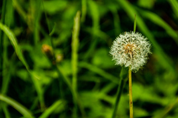 Plantas, diente de Leon de campo