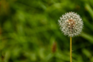 Fototapeta premium Plantas, diente de Leon de campo