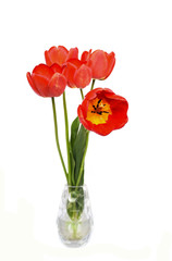 Bouquet of red tulips in a vase on an isolated white background
