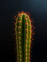 Cactus, succulent in black background