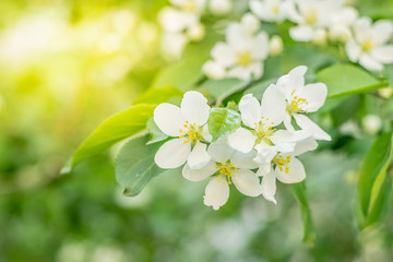 Blossoming apple tree flowers in the sun