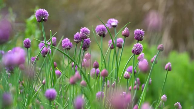 Purple flowers of wild chives (allium schoenoprasum) moving in the wind