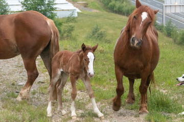 Caballos con cría de monte