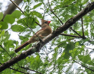 Fototapeta premium Female Cardinal bird in Cedar tree