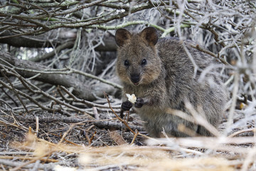 Quokka eating food