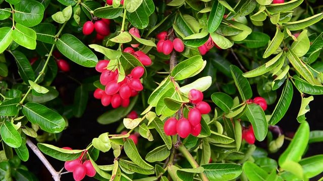 Carunda fruit tilt up shot