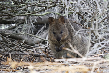 Wild quokka in his nest