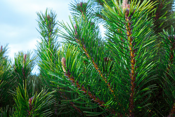 Forest background - fir or pine branches with cones close-up. Dark style, close-up.