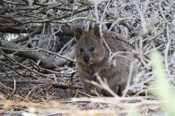 Wild quokka in his nest