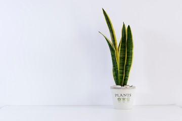 green palm with white table