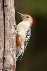 Red-bellied Woodpecker Latched