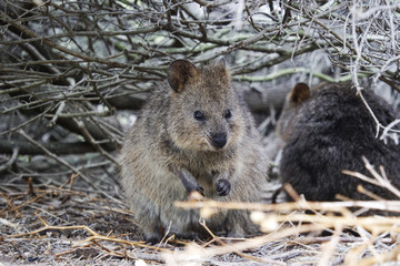 Wild quokka in his nest