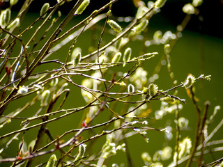 Flowering Willow In Spring