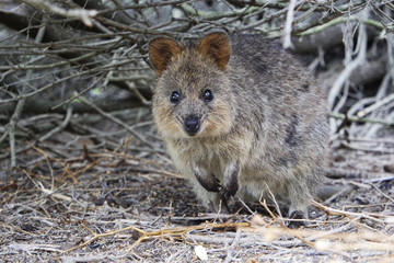 Wild quokka in his nest