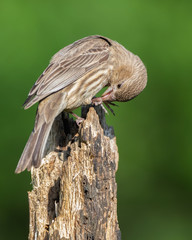 Female House Finch