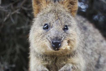 Quokka eating food