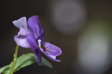 Lilafarbenes Veilchen / Stiefmütterchen (Viola) im Garten