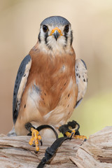 American Kestrel