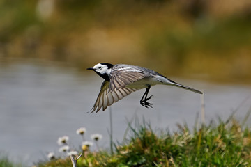 White wagtail (Motacilla alba)