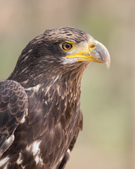 Juvenile Bald Eagle