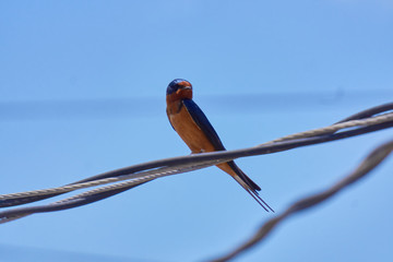 Ave posada en cables © Francisco