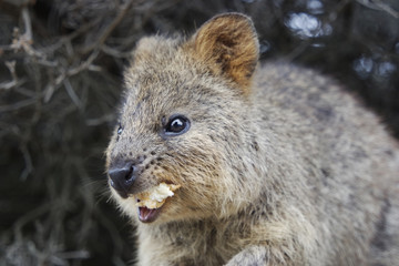 Naklejka premium Quokka eating food