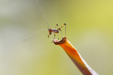 Little baby Phaneroptera on a plant