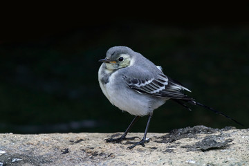 White wagtail (Motacilla alba)