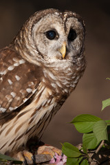 Barred owl