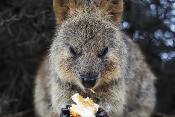 Quokka eating food