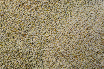 Close-up Detail of  Close Textured Vegetable Sheep
