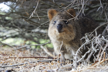 Wild quokka