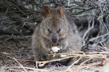 Quokka eating food