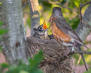 Mother robin feeding young