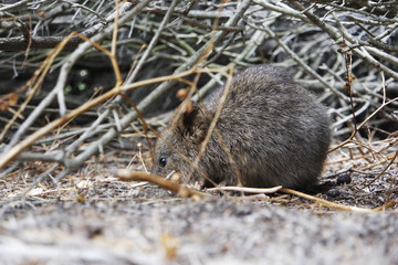 Wild quokka