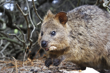 Naklejka premium Quokka eating food