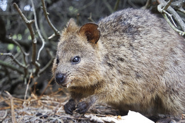 Wild quokka