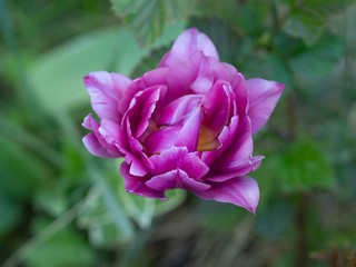 Pink rose in a garden