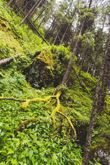 forest in the mountains national park