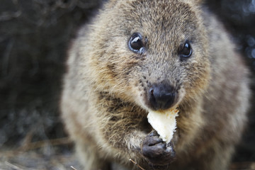 Fototapeta premium Quokka eating food